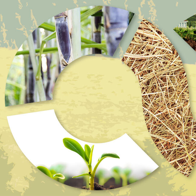 Biodegradable Tableware Market to Exceed $41 Billion by 2034, Driven by Food & Hospitality Innovation